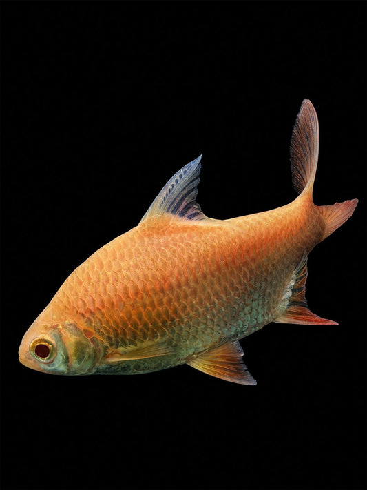ALBINO TINFOIL BARB (Barbonymus schwanenfeldii) (B)