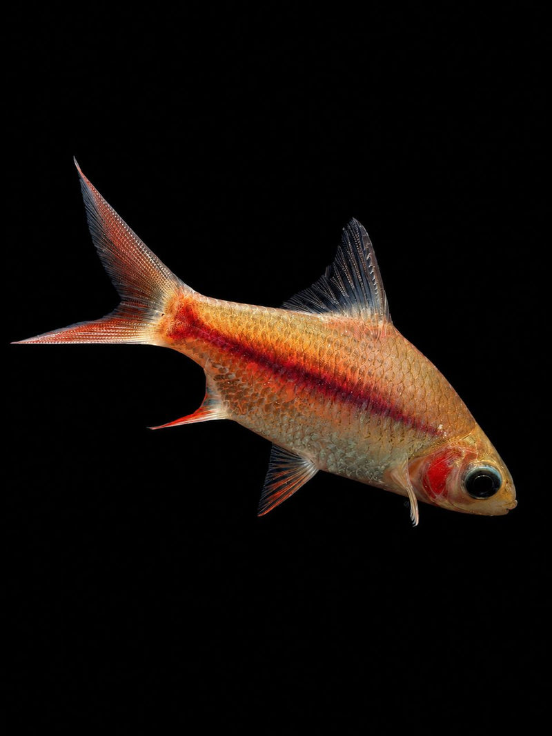 PANDA TINFOIL BARB (Barbonymus schwanenfeldii)