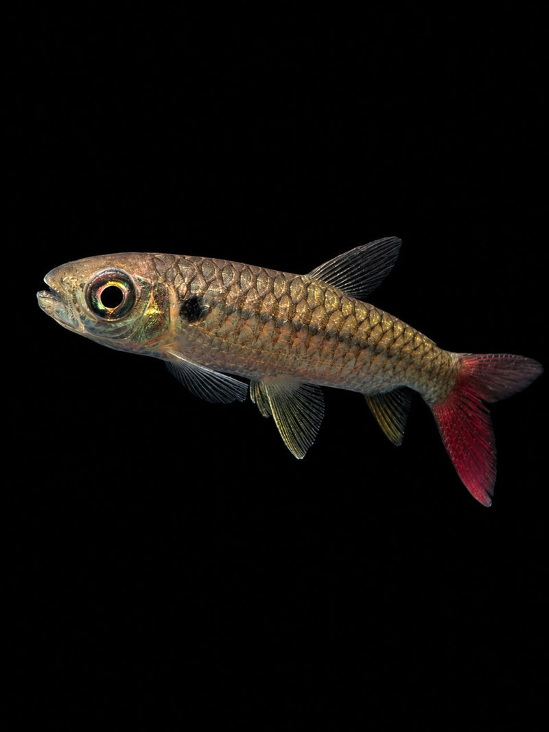 PINK TAILED CHARACIN (Piaractus brachypomus)