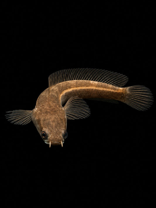 CHANNA MARU SP PERAK (Channa marulioides)