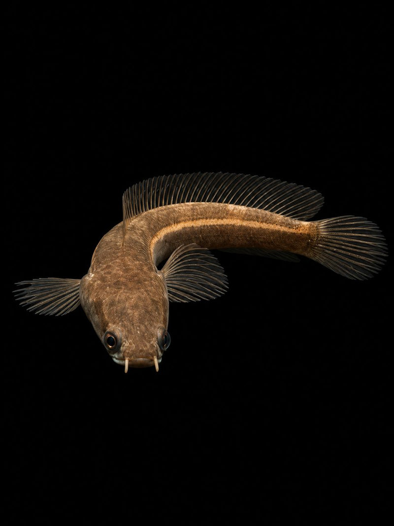 CHANNA MARU SP PERAK (Channa marulioides)