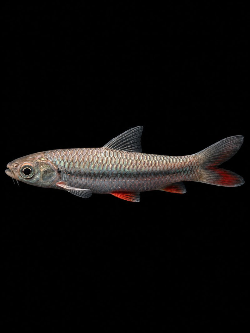 HOVEN'S CARP (Leptobarbus hoevenii)(Jelawat)