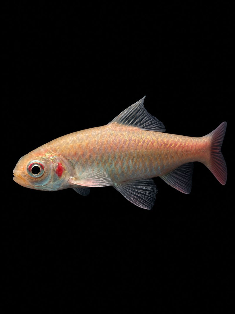 RED CHEEK BARB (Barbonymus altus)