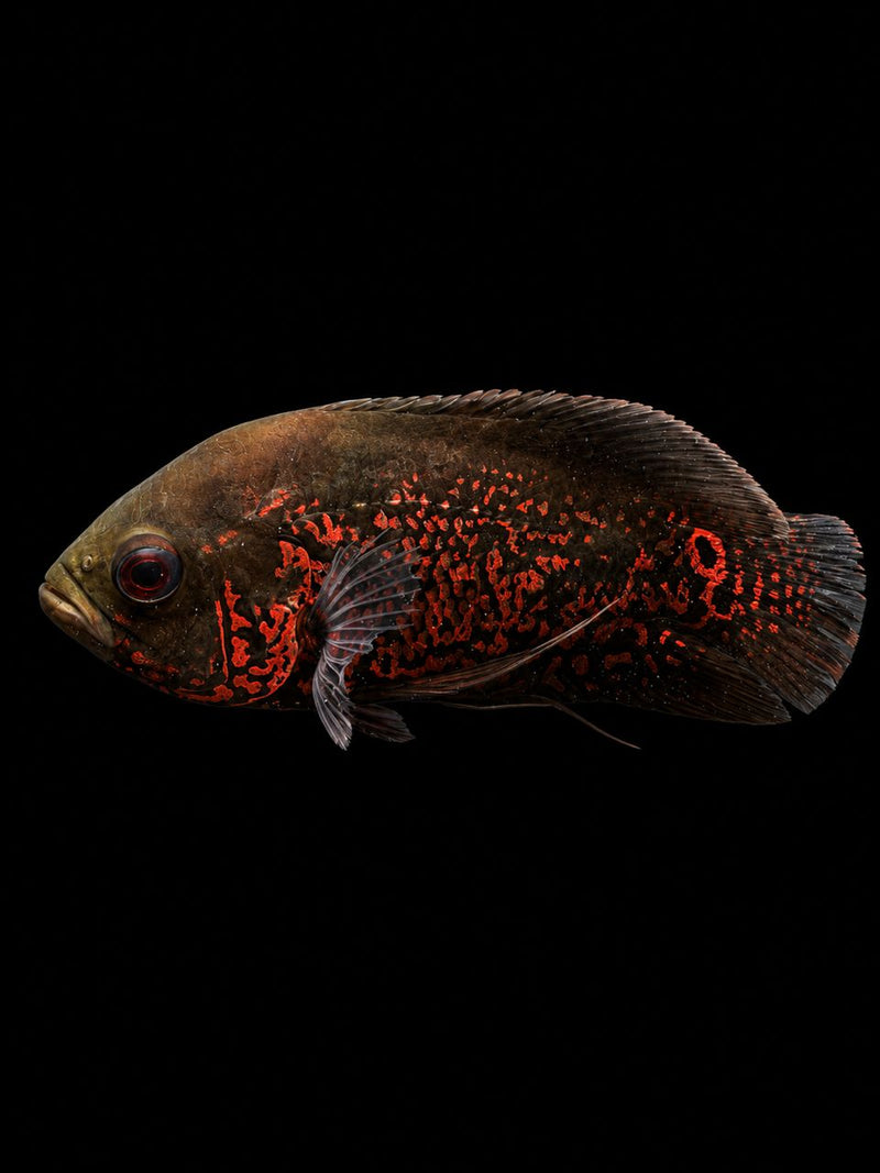 RED TIGER OSCAR CHINA (Astronotus ocellatus)