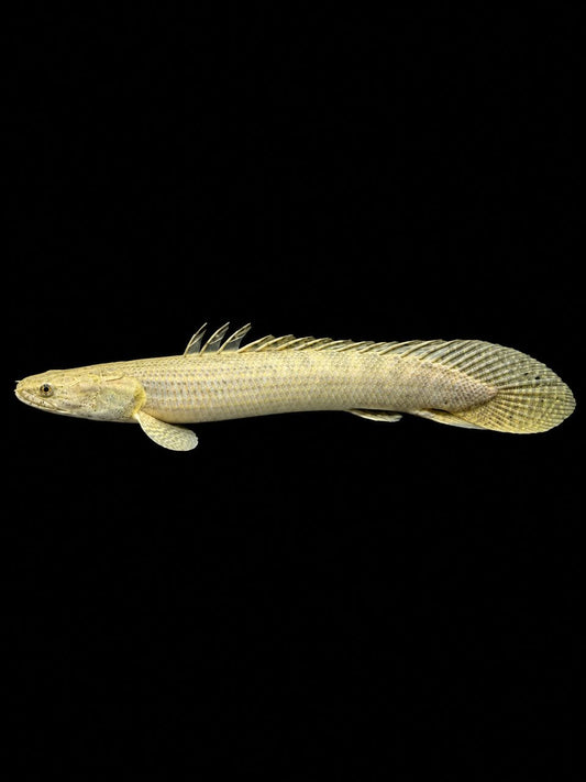 LAPRADEI BICHIR (Polypterus lapradei) (WC)