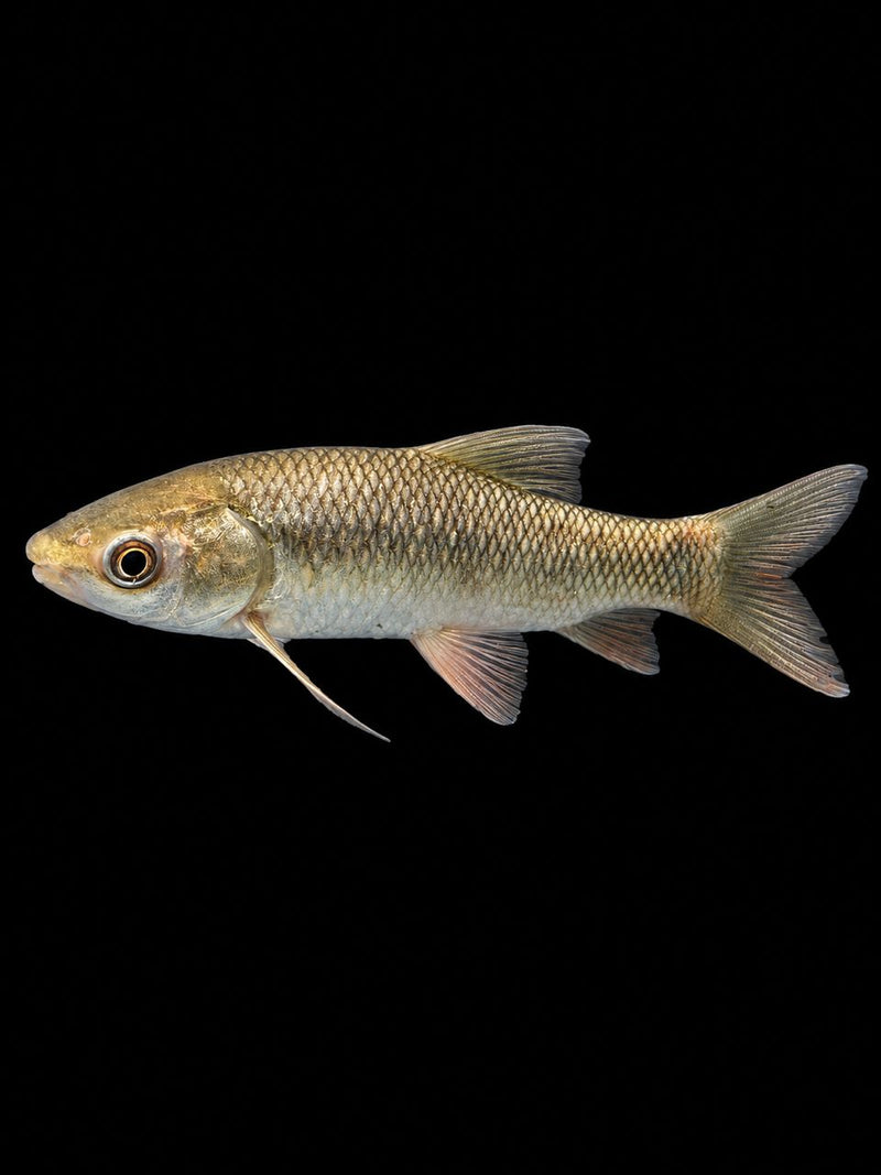 ROHU (Labeo rohita)