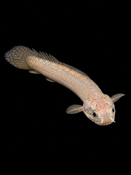 SENEGALUS BICHIR (Polypterus senegalus)