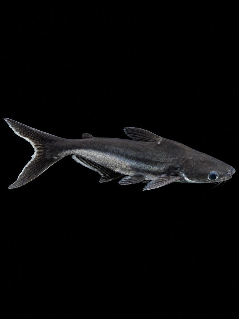 IRIDESCENT SHARK (Pangasius sp.)