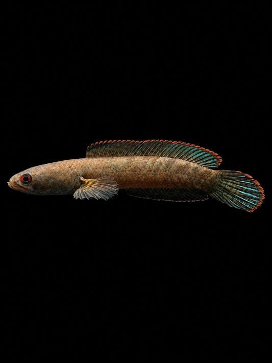 DWARF SNAKEHEAD (Channa limbata)