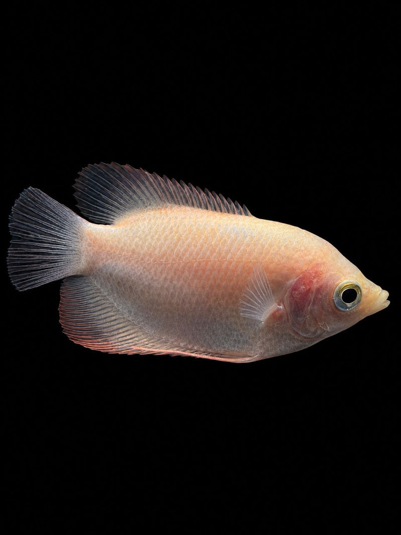 KALOI PUTIH (Osphronemus goramy)