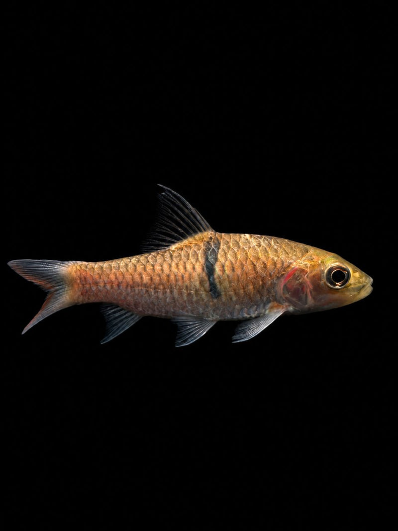 HAMPALA BARB (Hampala macrolepidota)(Sebarau)