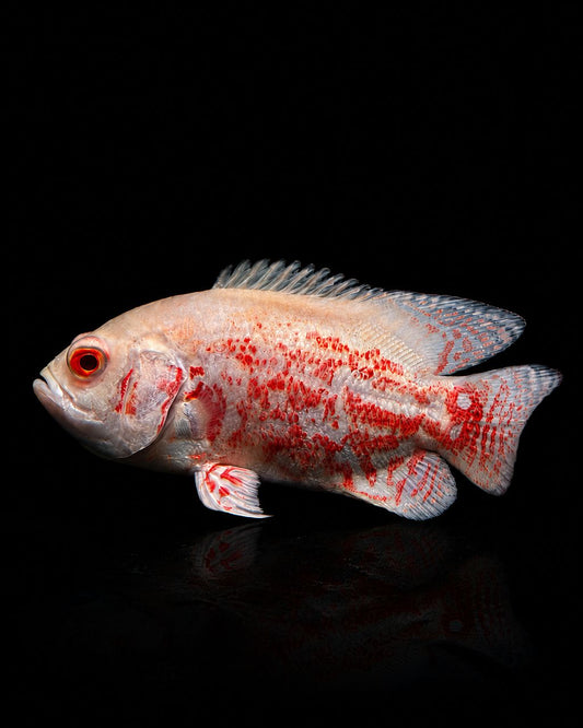 ALBINO TIGER OSCAR CHINA (Astronotus ocellatus)