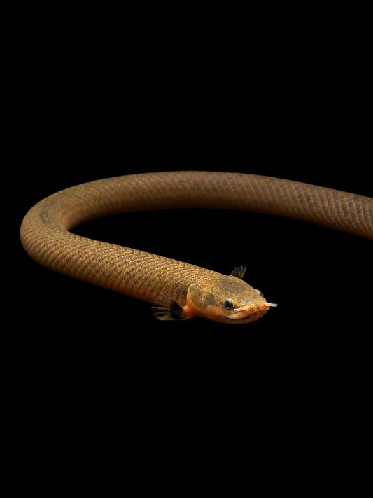 REEDFISH (Erpetoichthys calabaricus)