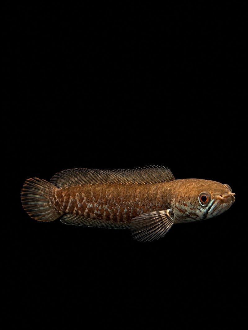 CHANNA RED ANDRAO (Channa andrao)