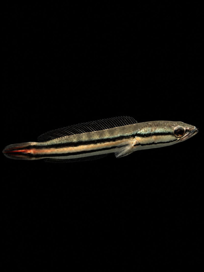 GIANT SNAKEHEAD (Channa micropeltes)(Toman harimau)