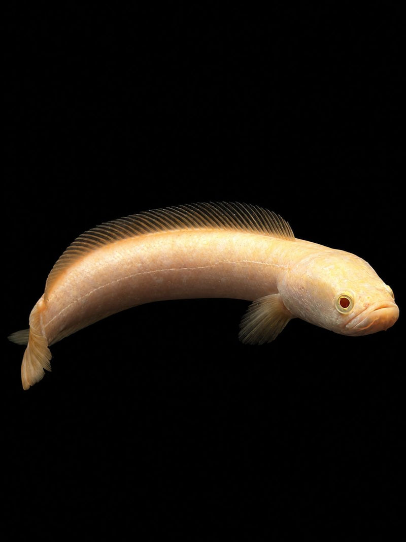 ALBINO NORTHERN SNAKEHEAD (Channa argus)