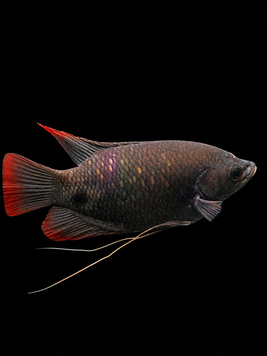 KALOI SABAH (Osphronemus goramy)