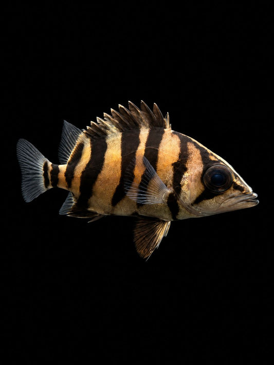 SUMATRAN TIGERFISH (Datnioides microlepis) (S)