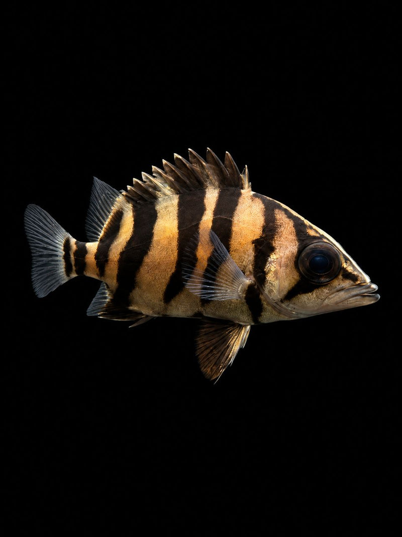 SUMATRAN TIGERFISH (Datnioides microlepis) (S)