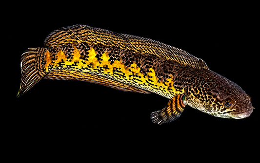CHANNA COBRA (Channa aurantimaculata)