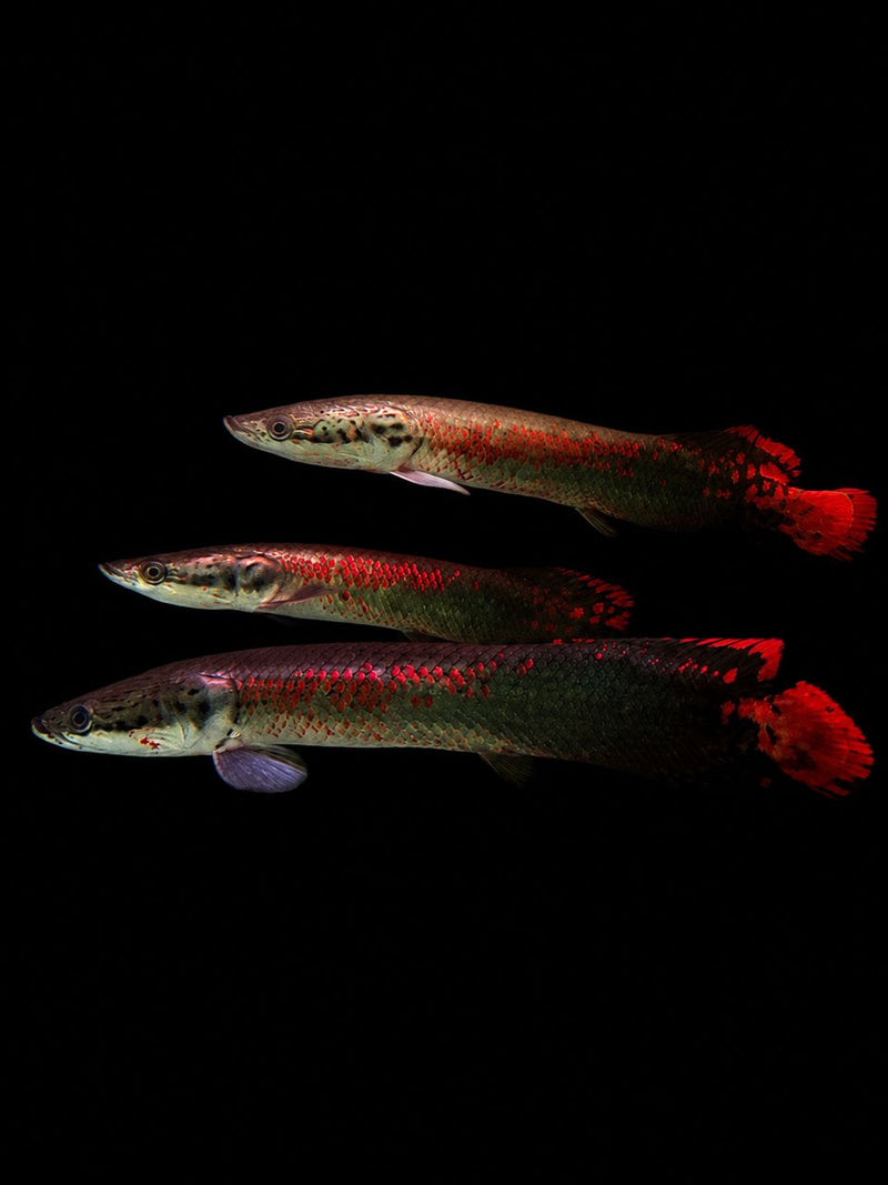 SUPER RED ARAPAIMA (Arapaima gigas)